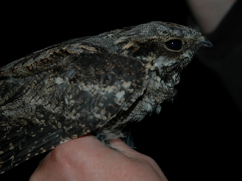 European European Nightjar, Sundre 20100907